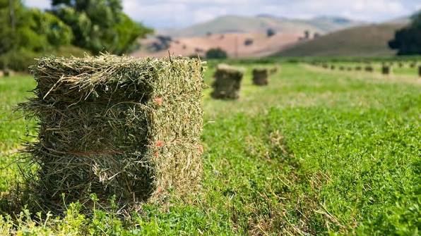 بالة برسيم حجازي أخضر عالي الجودة